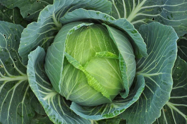 Green cabbage vegetable 