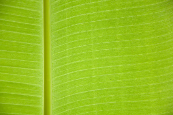 muz yaprağı arka plan