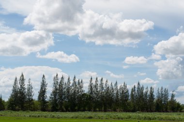 güzel bulut ve çam ağacı