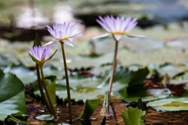 güzel Menekşe lotus gölet