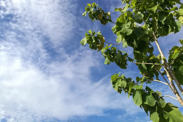 Grüner Baum unter blauem Himmel mit schönen Wolken. — Stockfoto