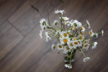 Katta, çiçek papatya bir vazoda papatyalar