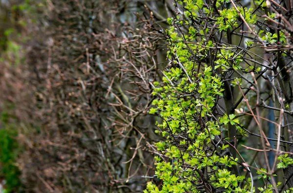 Folhas verdes fundo da parede — Fotografia de Stock