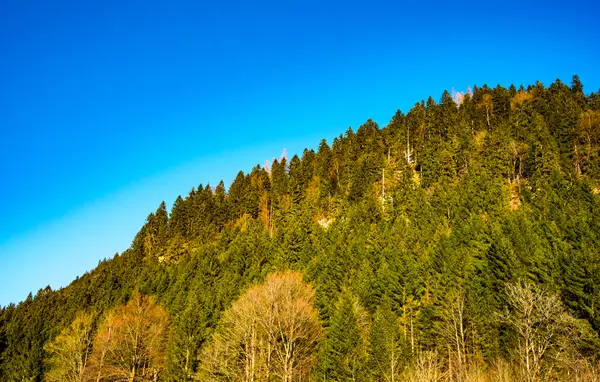 Grüner Waldhang im Frühling — Stockfoto