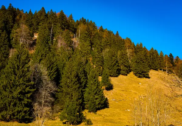Árboles en la ladera con fondo azul del cielo — Foto de Stock