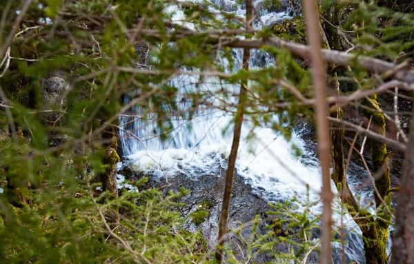 Arroyo de montaña y árboles — Foto de Stock