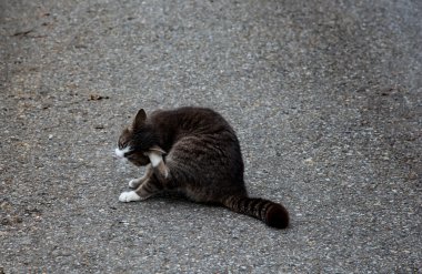kedi asfalt üzerinde