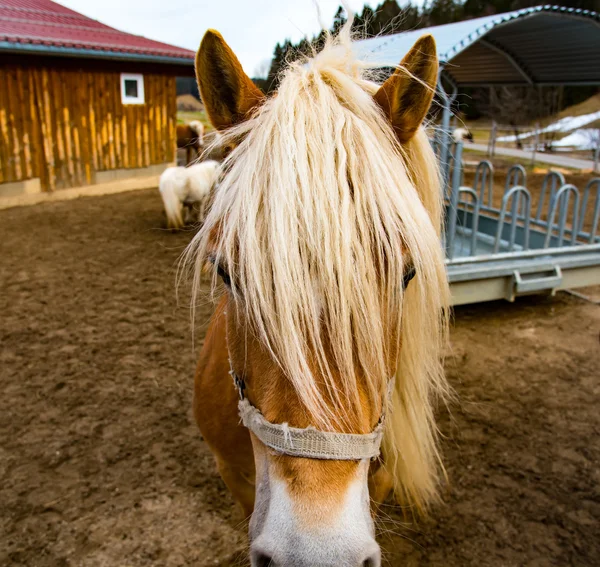 Frente a la cabeza del caballo — Foto de Stock