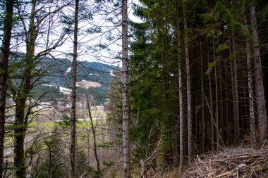 Orman ladscape akşam