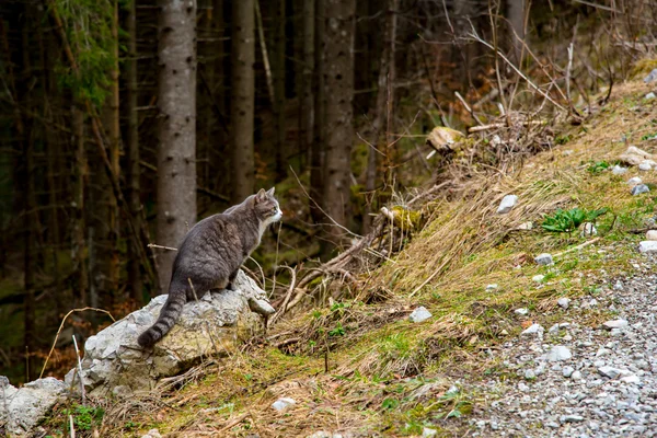 森猫狩り — ストック写真