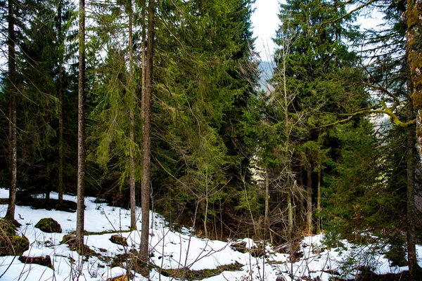 Bosque a principios de primavera, después de la nieve — Foto de Stock
