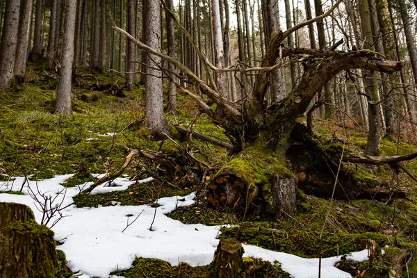 Baumstumpf im Wald — Stockfoto