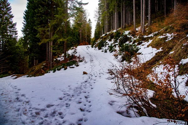 Bosque a principios de primavera, después de la nieve — Foto de Stock