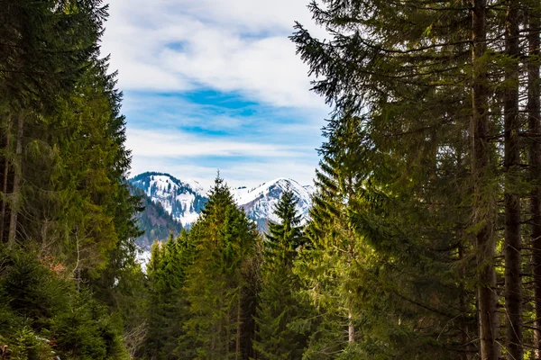 Winterwald in den Alpen — Stockfoto