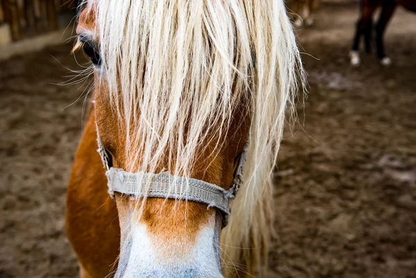 Observación de caballos macro —  Fotos de Stock