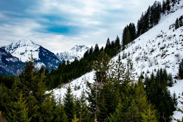 Ορεινό δάσος στη Βαυαρία — Φωτογραφία Αρχείου