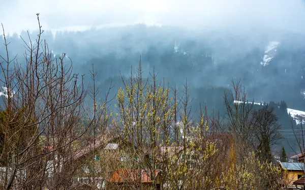 Pendiente montañosa boscosa en niebla —  Fotos de Stock