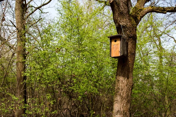 Ağaçtaki kuş evi.