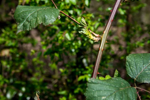 Rose leafs w Niemczech — Zdjęcie stockowe