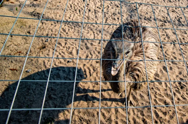 Portrait of an Emu in Germany — Stock Photo, Image