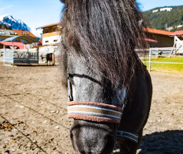 Retrato de caballo oscuro — Foto de Stock