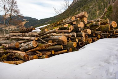 Ormanda tahta kütükler