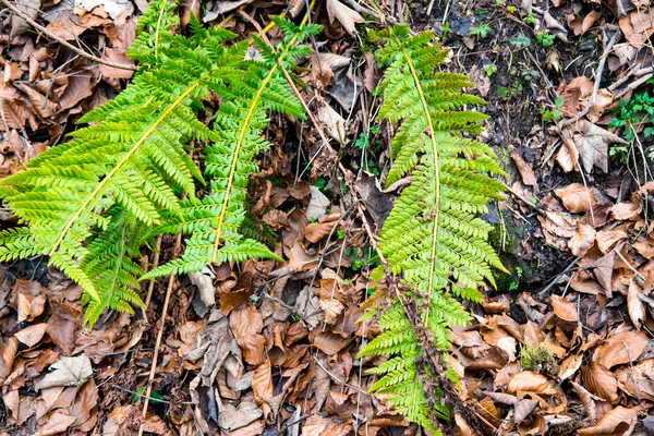 Verse groene bloemen op bruine bladeren achtergrond — Stockfoto