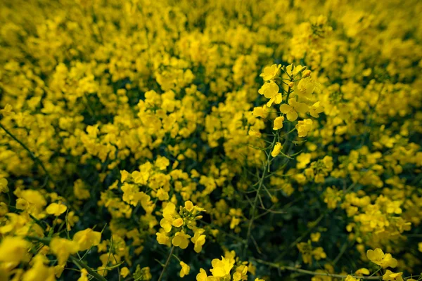 Blommande raps fält — Stockfoto