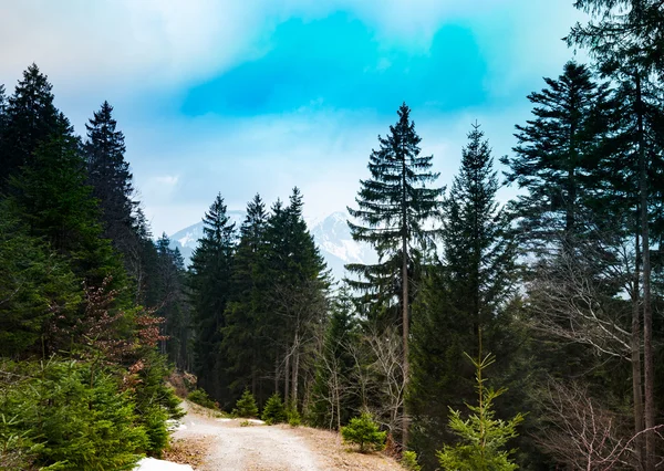 Camino en el bosque de montaña — Foto de Stock
