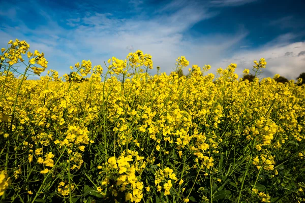 Raps på fältet — Stockfoto