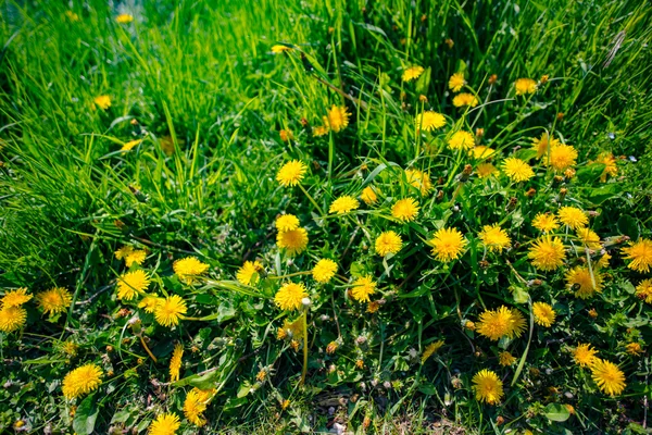 Prado verde em um dia ensolarado — Fotografia de Stock