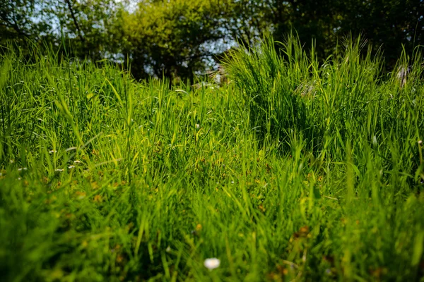Зеленый луг в солнечный день — стоковое фото