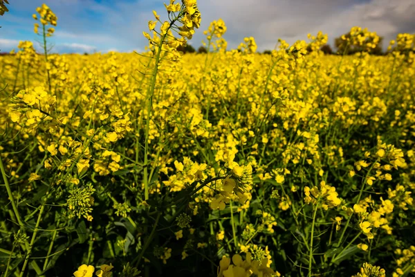 Området för raps med vackra moln — Stockfoto