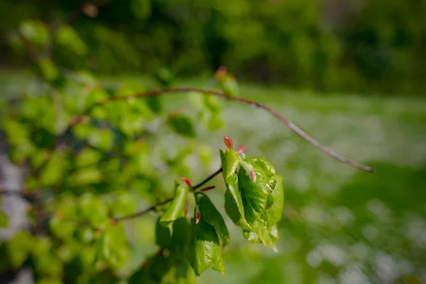 As primeiras folhas doces de primavera, botões e ramos — Fotografia de Stock