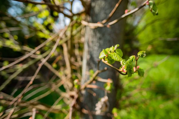 Le premier printemps feuilles douces, bourgeons et branches — Photo