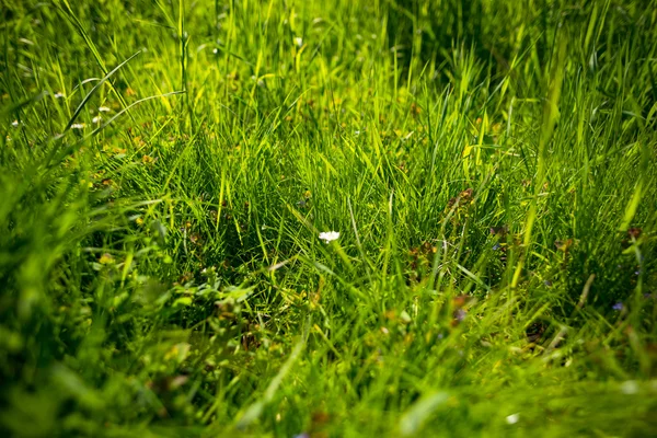 晴れた日に新鮮な草 — ストック写真