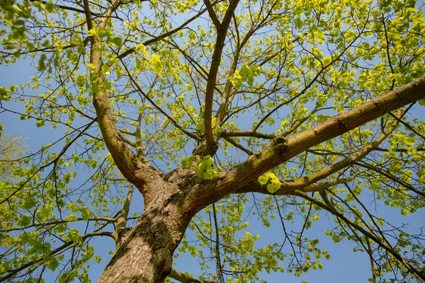 Bela árvore do parque sobre o céu azul — Fotografia de Stock