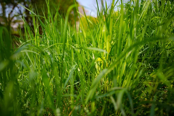 Hierba fresca en día soleado — Foto de Stock