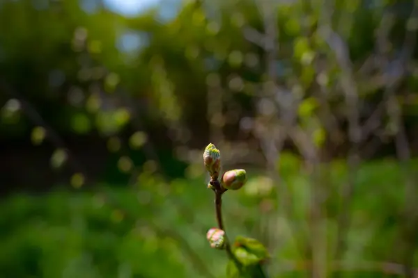 As primeiras folhas doces de primavera, botões e ramos — Fotografia de Stock