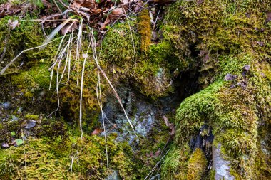 Almanya orman erken ilkbaharda yakın çekim