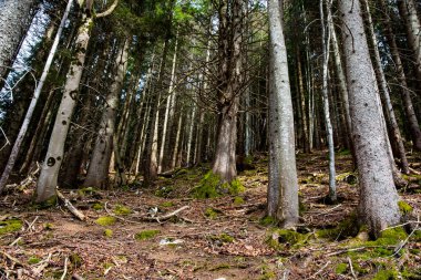 Orman sisli erken bahar gününde