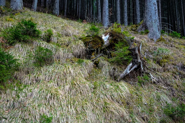 Wald an nebligem Frühlingstag — Stockfoto