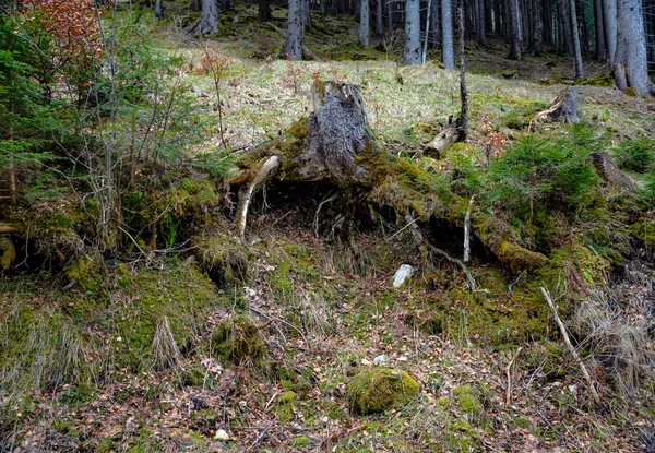 Wald an nebligem Frühlingstag — Stockfoto
