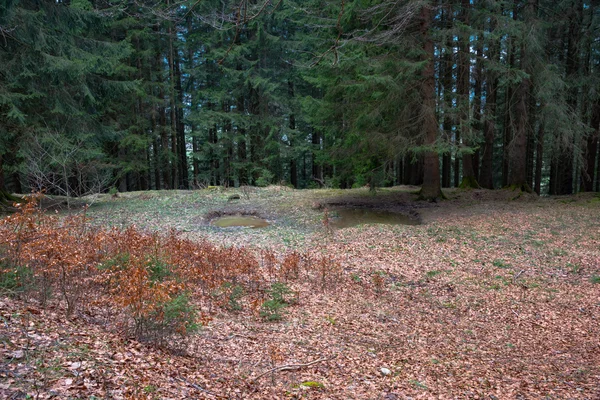 Magischer Quellwald — Stockfoto