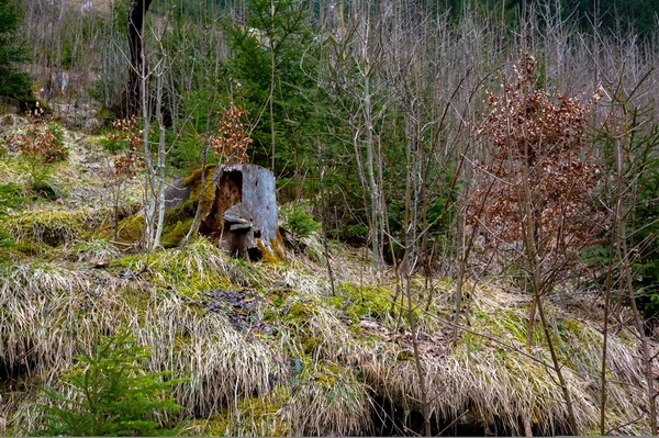 Magischer Quellwald — Stockfoto