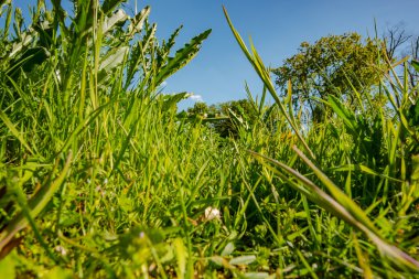 Yeşil Çimen ve Mavi Gökyüzü