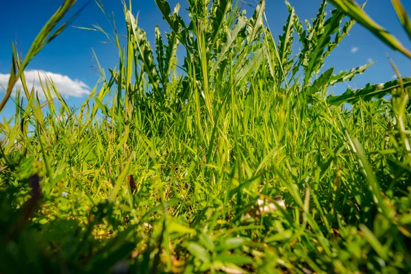 Herbe verte et ciel bleu — Photo