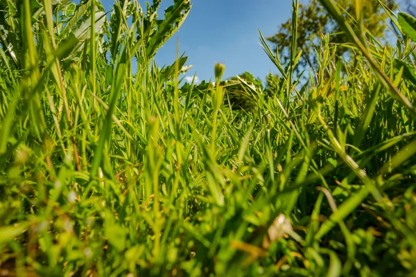 Green grass and blue sky — Stock Photo, Image