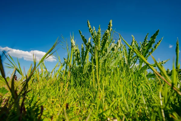 Groen gras en blauwe lucht Rechtenvrije Stockafbeeldingen