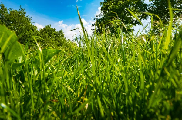 Bulutlar ile mavi gökyüzü altında harika yeşil çayır — Stok fotoğraf